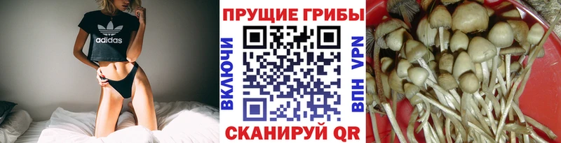 нарко площадка формула Майкоп mega онион Галлюциногенные грибы GOLDEN TEACHER как найти наркотики